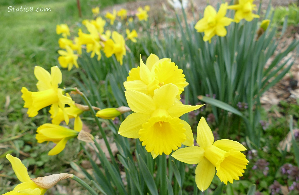 Daffodil blooms