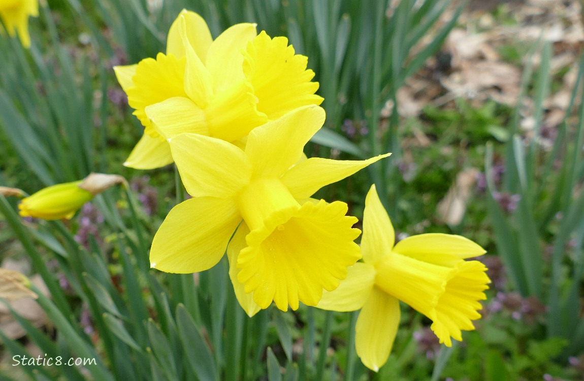 Daffodil blooms