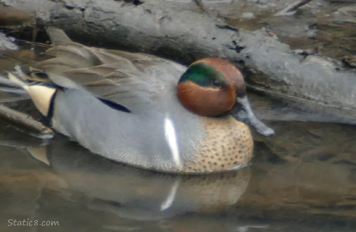 Male Green Wing Teal sitting in shallow water