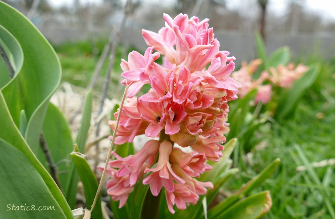 Pink Hyacinth blooming in front of other hyacinths