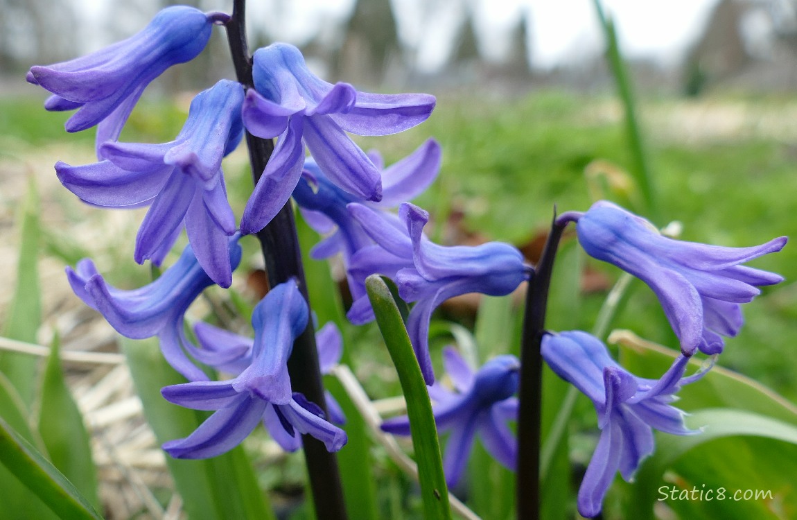 Purple Hyacinth blooms