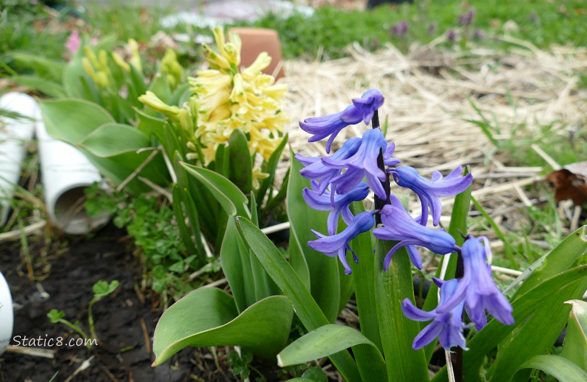 Purple and yellow Hyacinth blooms