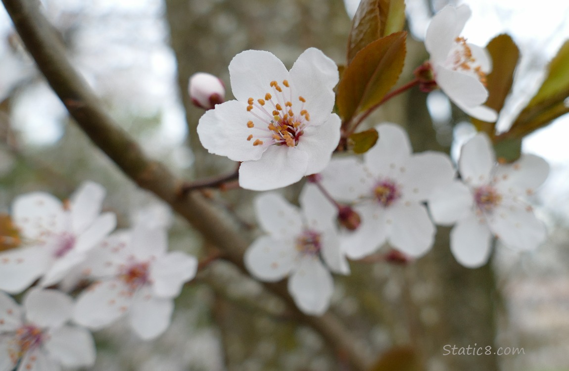 Cherry Blossom blooms