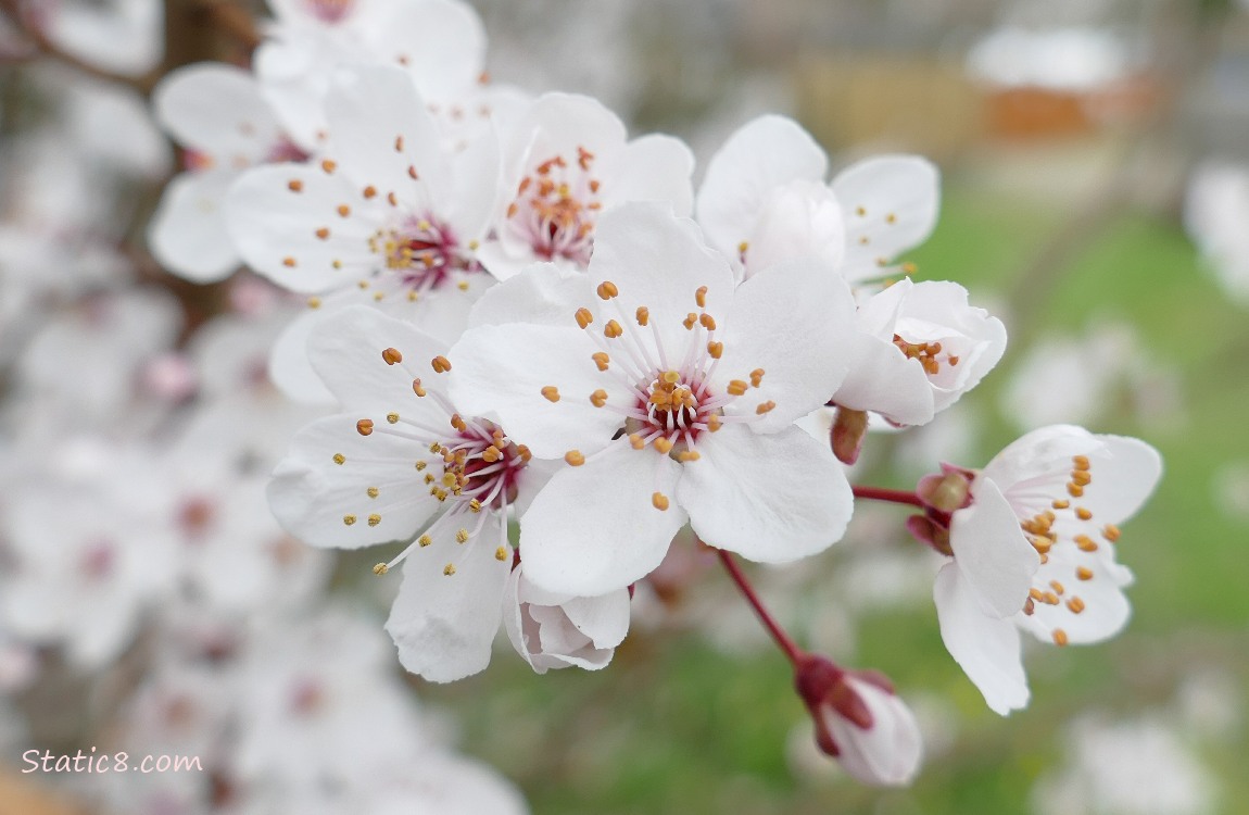 Cherry Blossom blooms