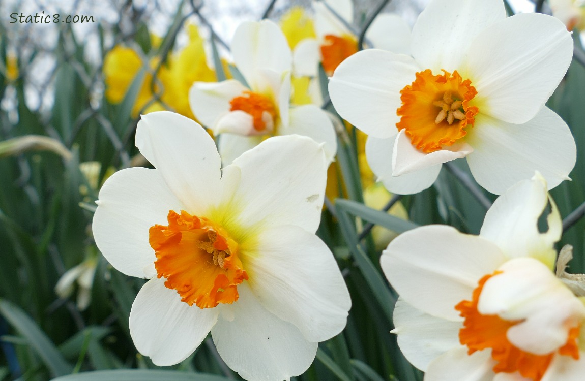 Orange and white Daffodil blooms and a chain link fence