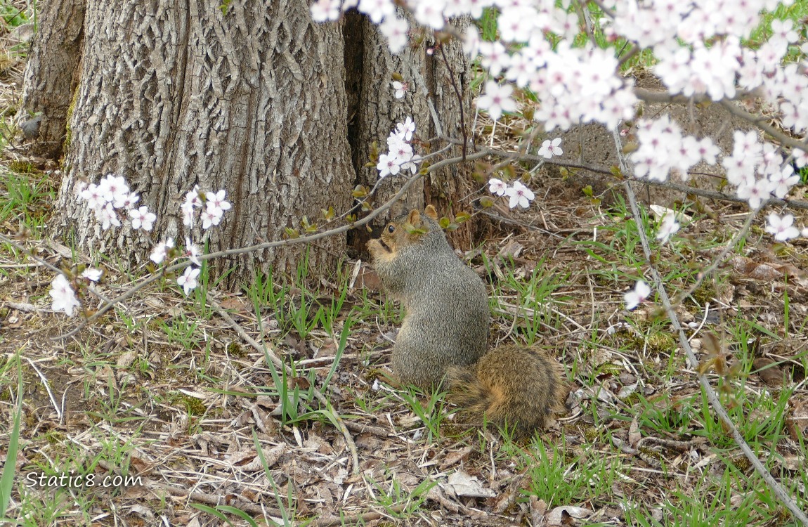 Squirrel standing at the base of a tree with some Cherry Blossoms
