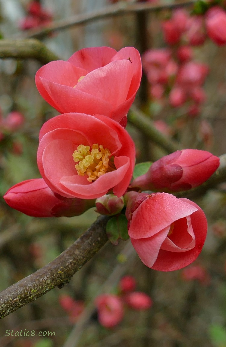 Flowering Quince blooms