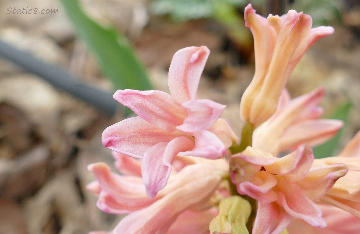 Close up of a pink Hyacinth bloom