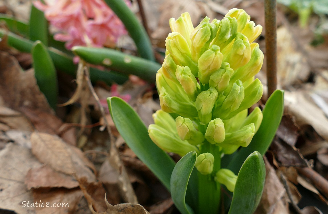 Yellow Hyacinth bloom