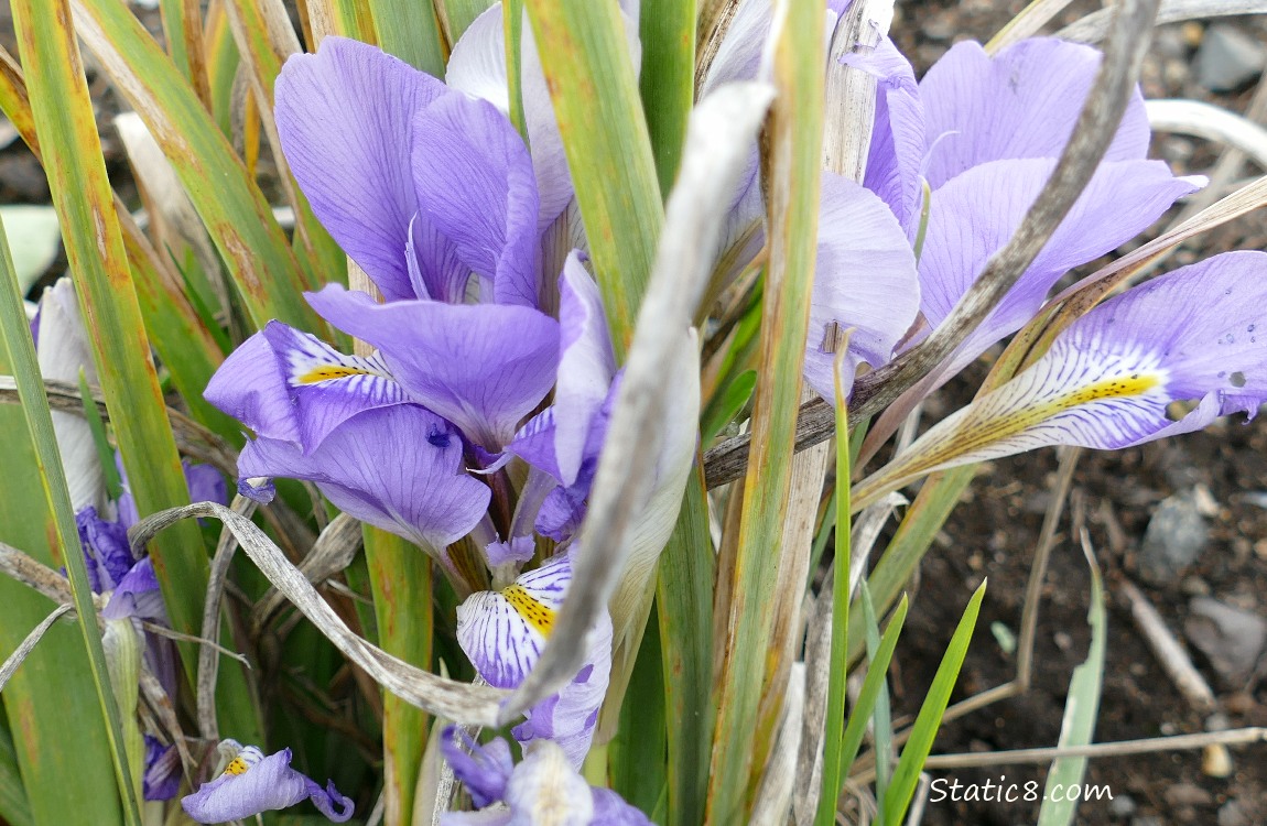 Light purple Iris blooms growing under leaves