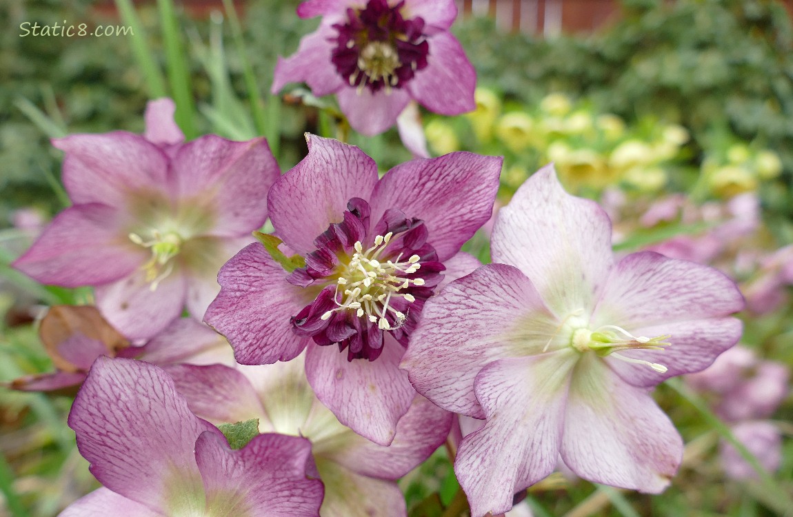 purple Lenten Rose blooms