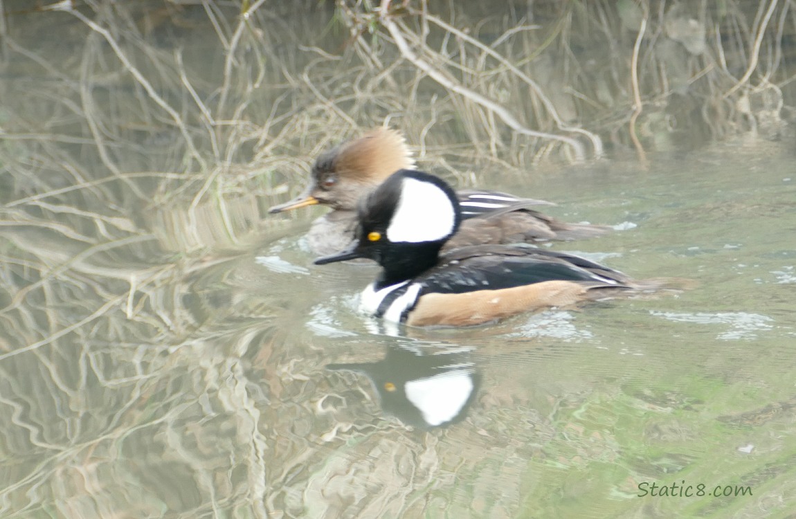 A pair of Hooded Mergansers paddling on the water
