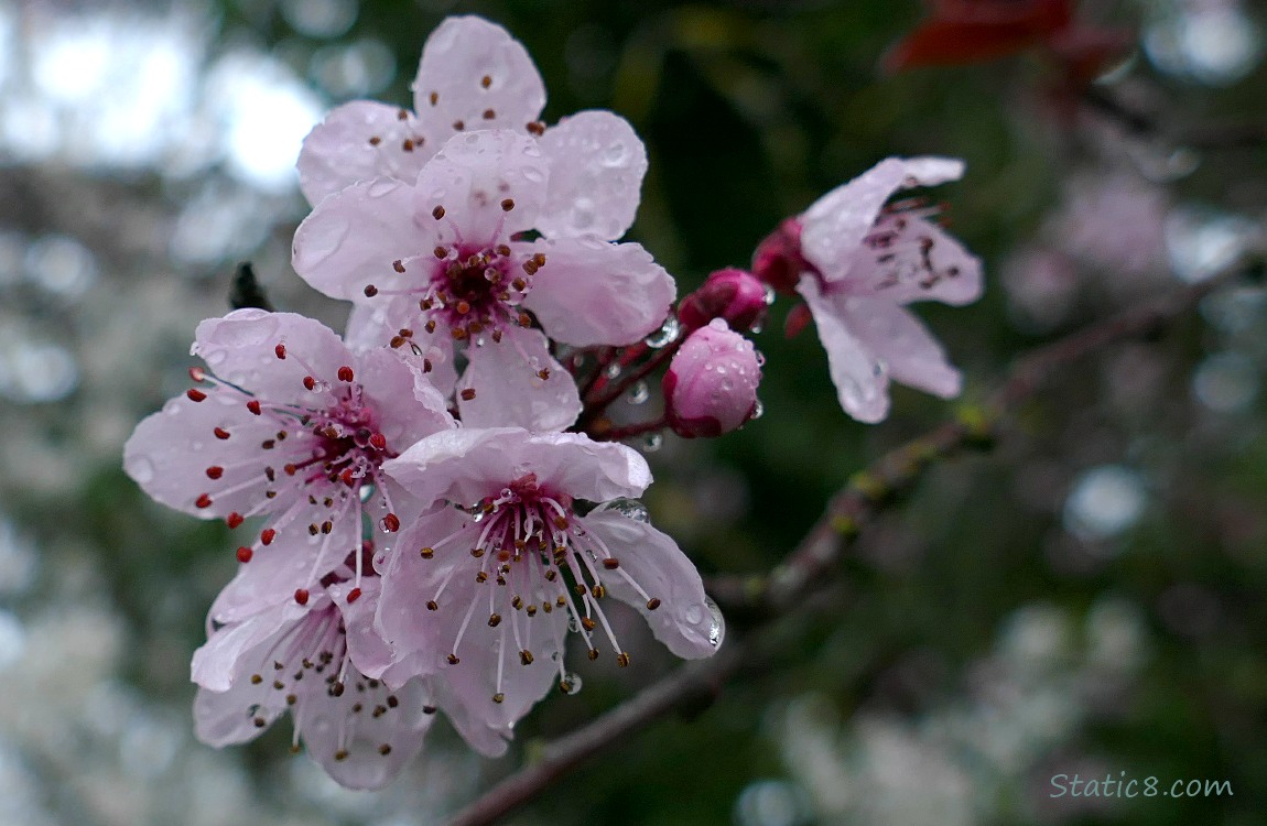 Cherry blossoms with rain drops on them