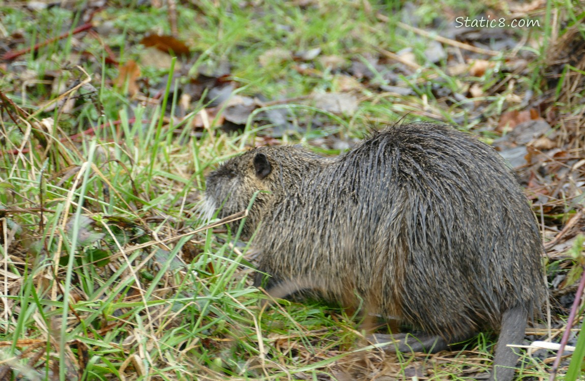 Nutria sitting in the grass