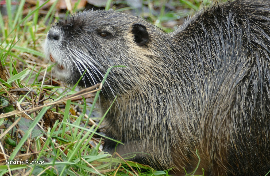 Nutria sniffs the air