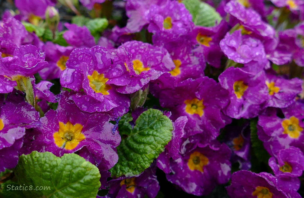 Purple Primrose blooms