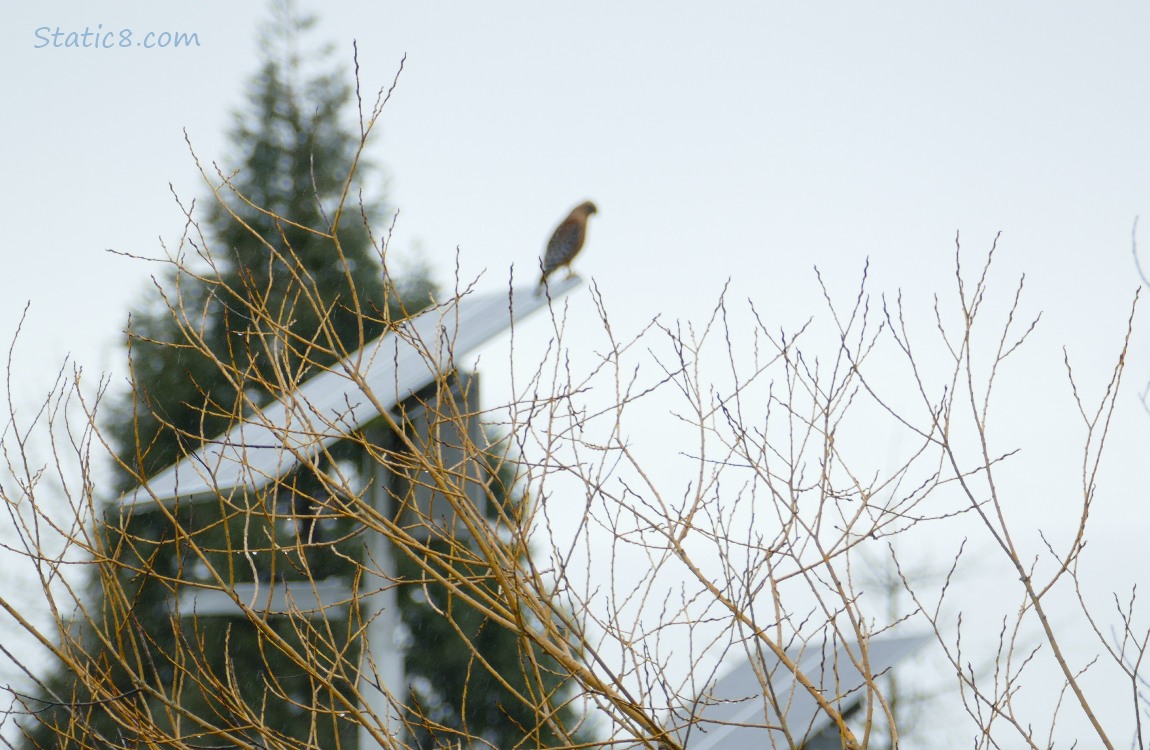 Blurry hawk standing on a solar panel behind winter bare bush