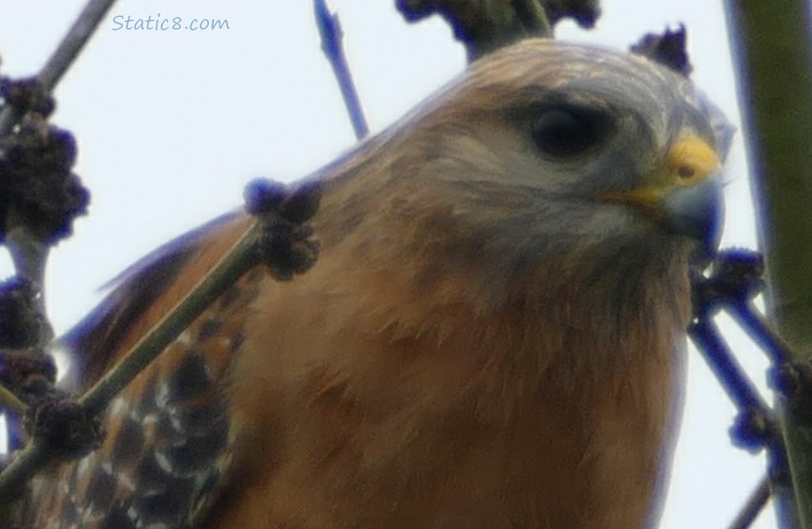 Close up of a Red Shoulder Hawk
