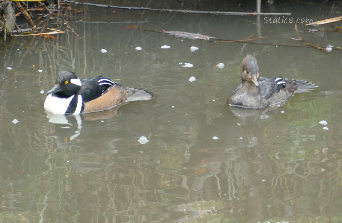 Hooded Mergansers paddling on the water