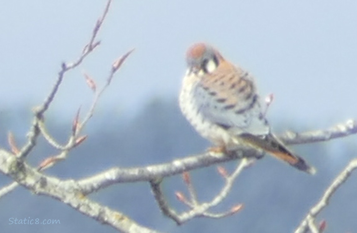 Very blurry Male American Kestrel standing on a branch