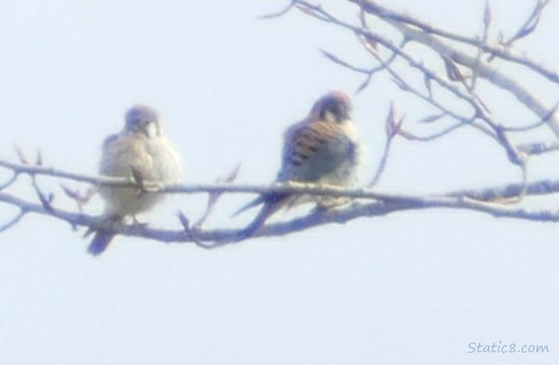 A pair of American Kestrels standing on a branch