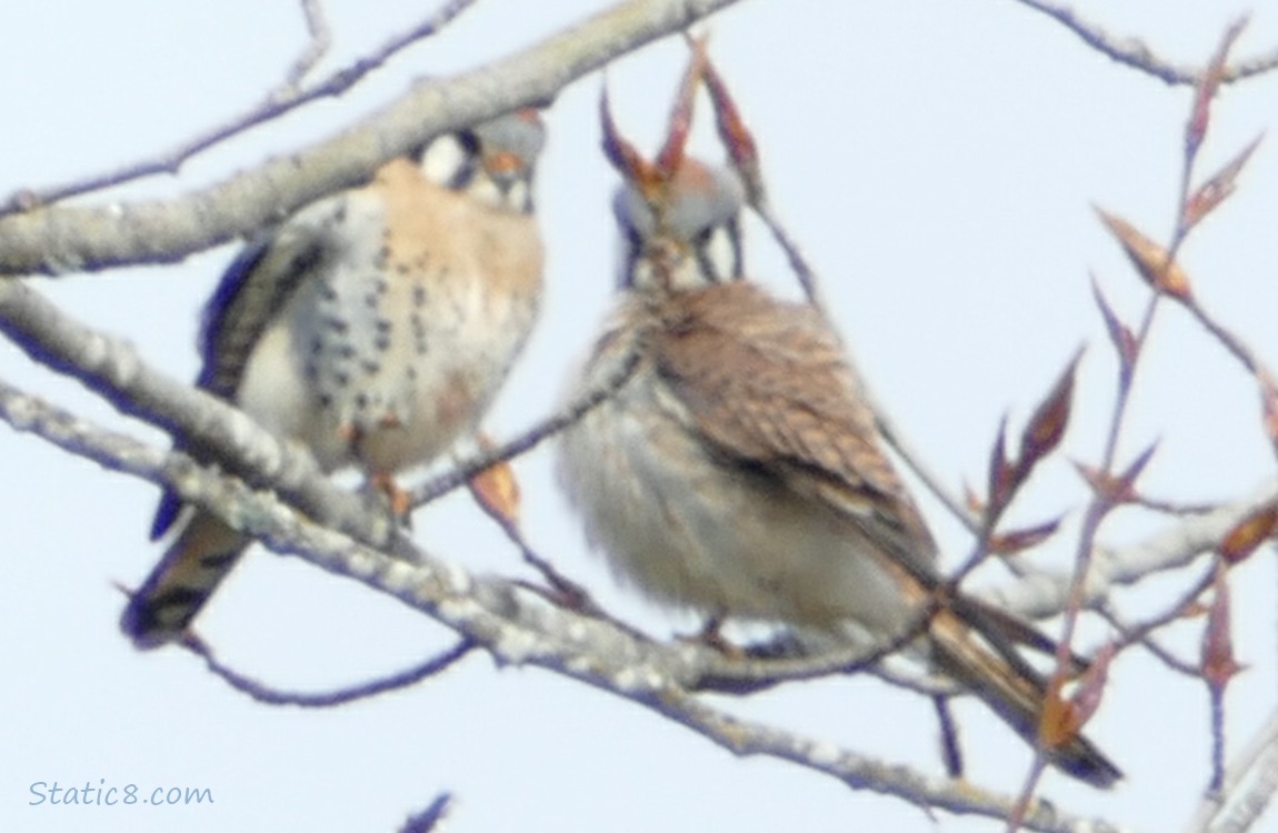 American Kestrel pair standing on a branch