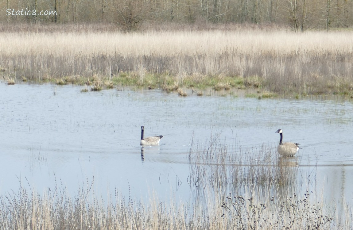 A pair of Canada Geese paddling in the water with grasses at the edges of the pond