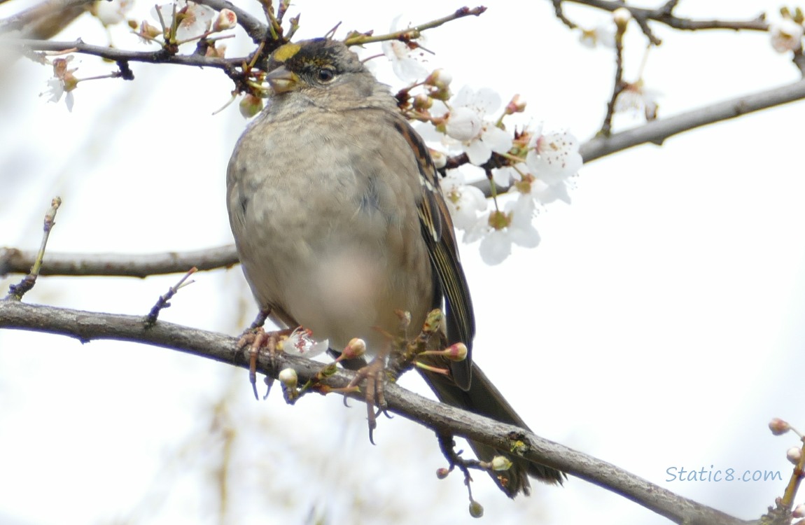 Golden Crown Sparrow standing on a twig with a few cherry blossoms