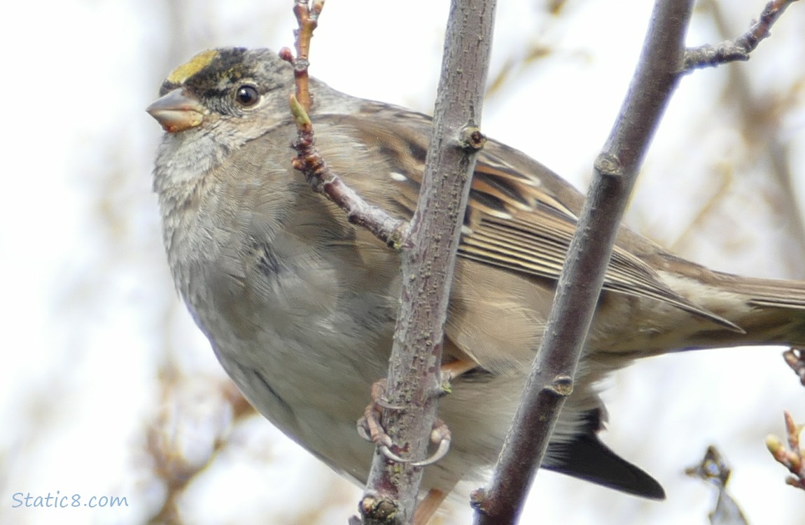 Golden Crown Sparrow up on a twig