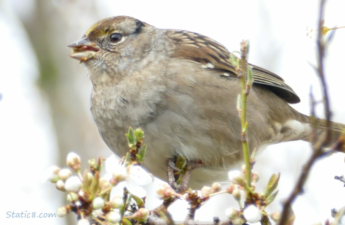 Golden Crown Sparrow eating on a twig with cherry blossoms