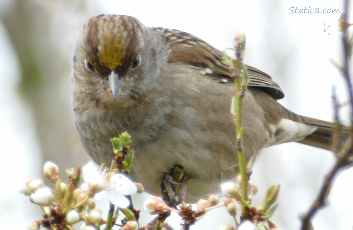 Golden Crown Sparrow looking down on a twig with cherry blossoms