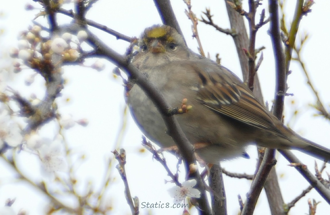Golden Crown Sparrow up in a tree