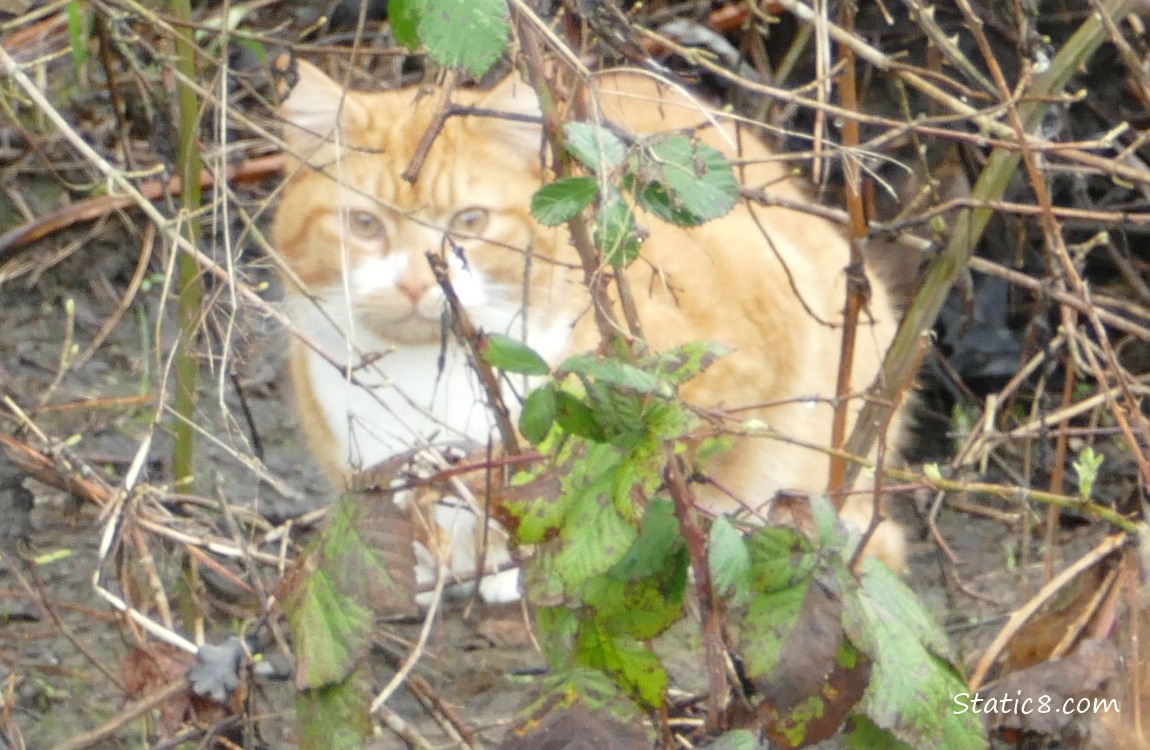 Orange and white tabby cat crouched in the mud behind some vines