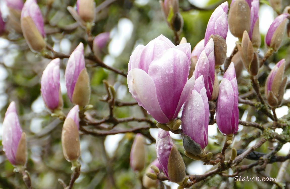 Pink Saucer Magnolia blooms