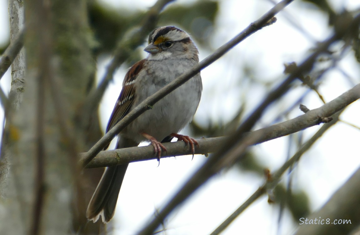 White Throat Sparrow standing on a stick