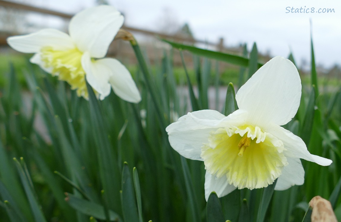 Daffodil blooms and leaves with grey sky above