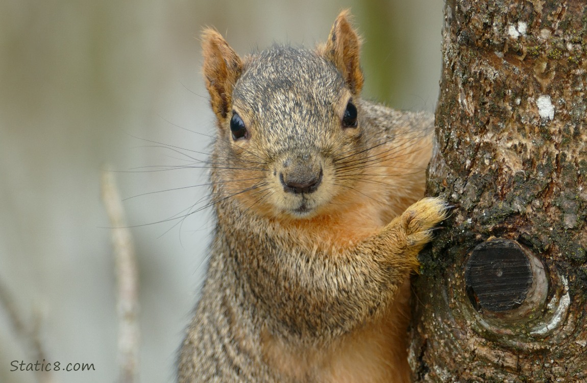 Squirrel on the side of a tree trunk