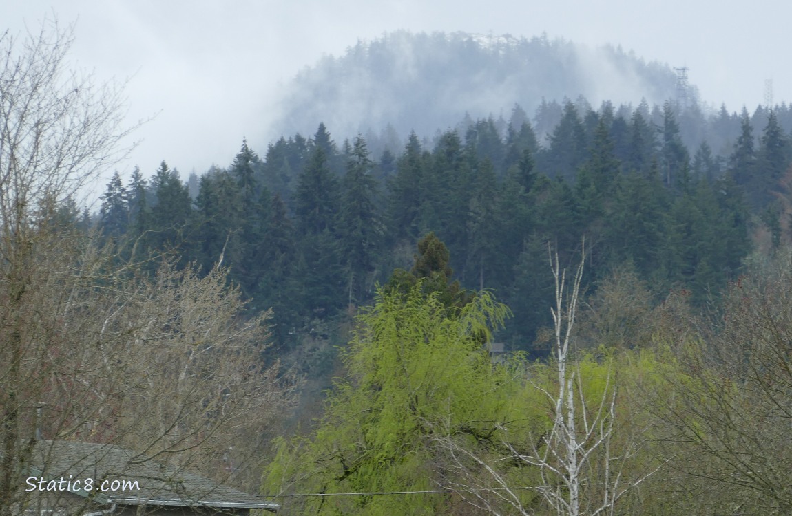 trees on the hill with fog