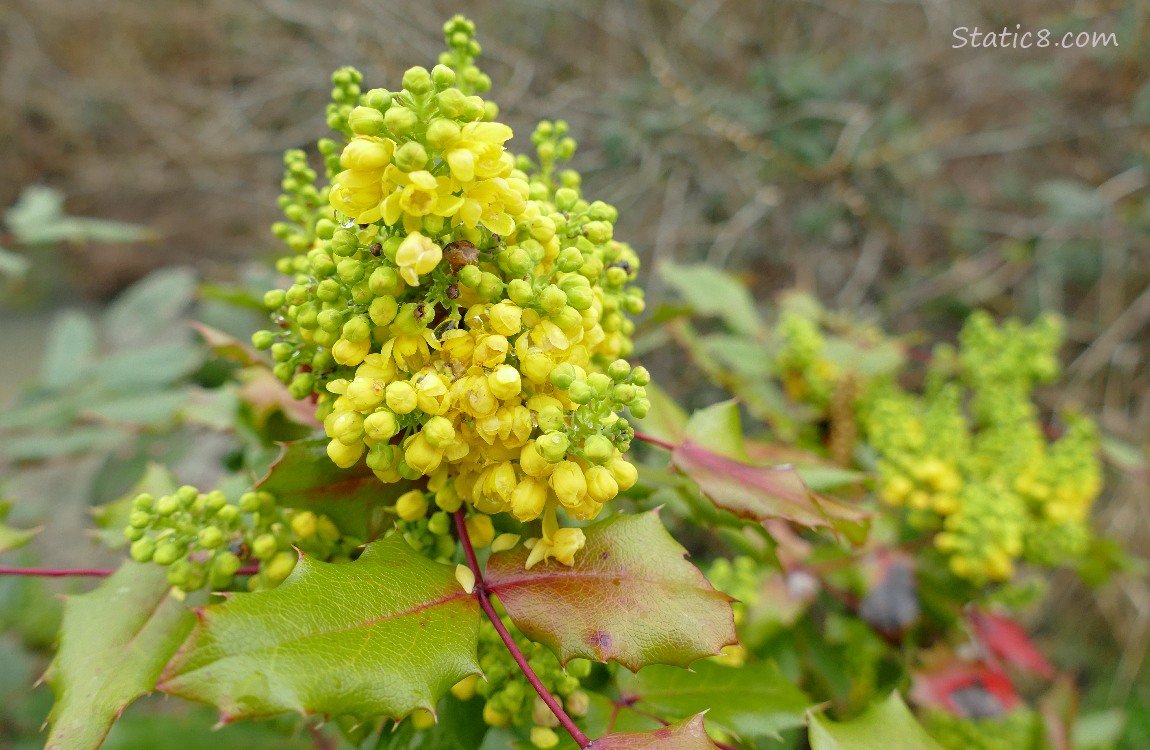 Oregon Grape blooms and leaves
