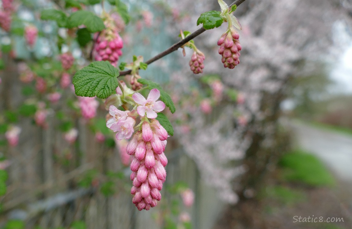 Red Flowering Currant blooms along the path
