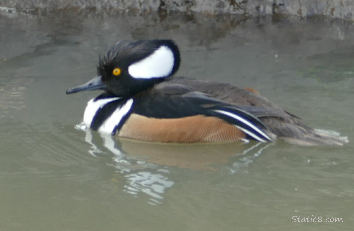 Male Hooded Merganser on the water