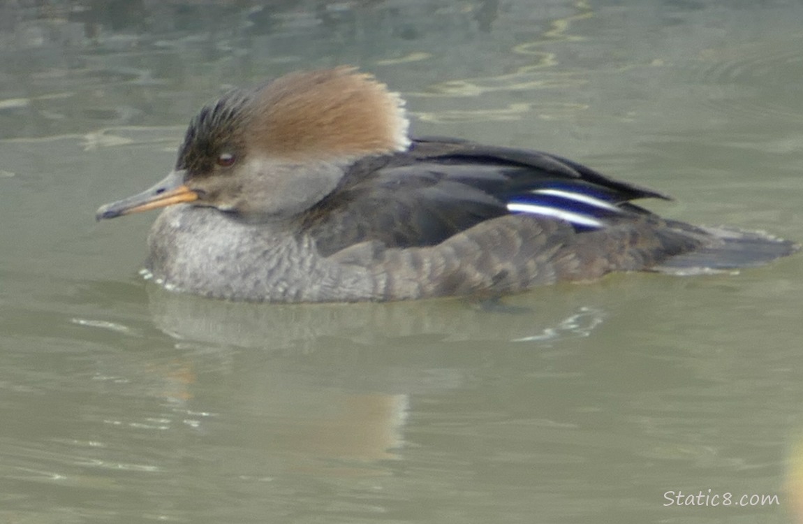 Female Hooded Merganser on the water