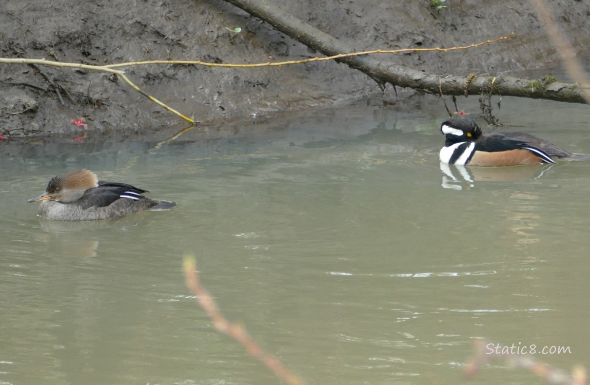 Hooded Merganser pair on the water, the male has his beak tucked under his wing