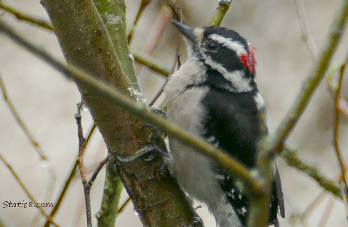 Downy Woodpecker standing on a branch