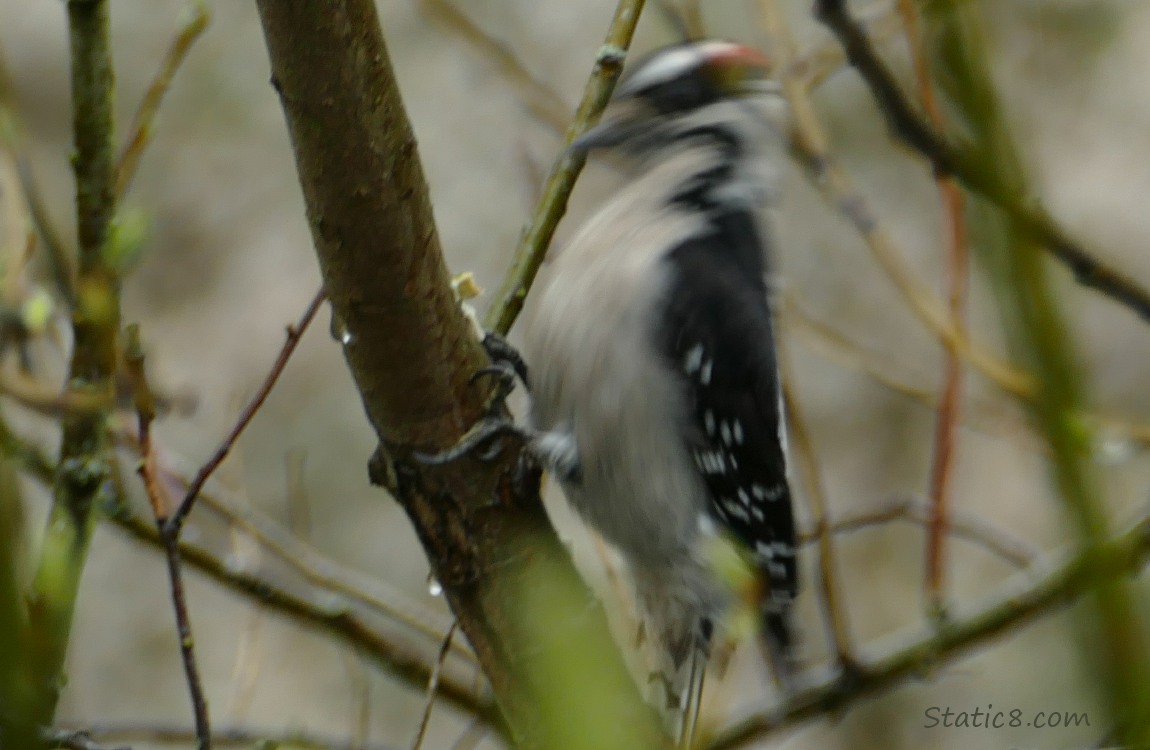 Downy Woodpecker in motion, pecking the branch