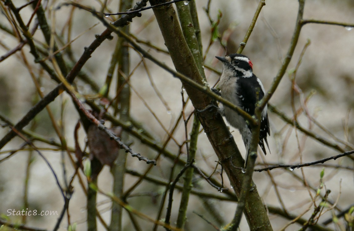 Downy Woodpecker standing on a stick, surrounded by sticks