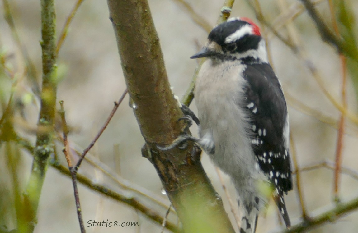 Downy Woodpecker standing on a thin branch