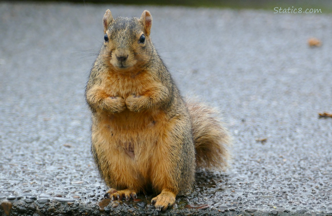 Squirrel standing on the sidewalk