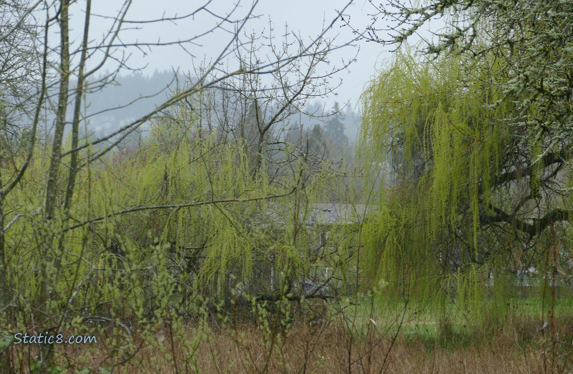 Willow trees budding out past winter bare trees