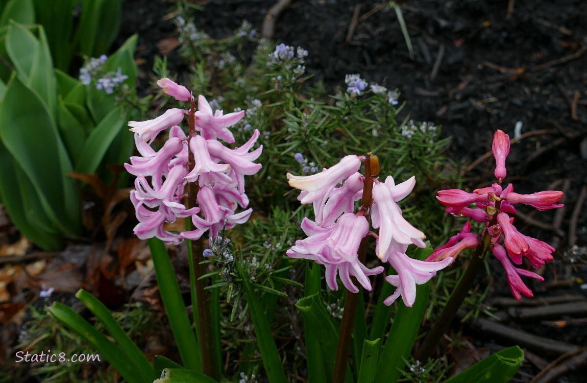 Pink Hyacinths blooming with a few Rosemary blooms behind
